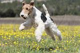 FOX TERRIER 354